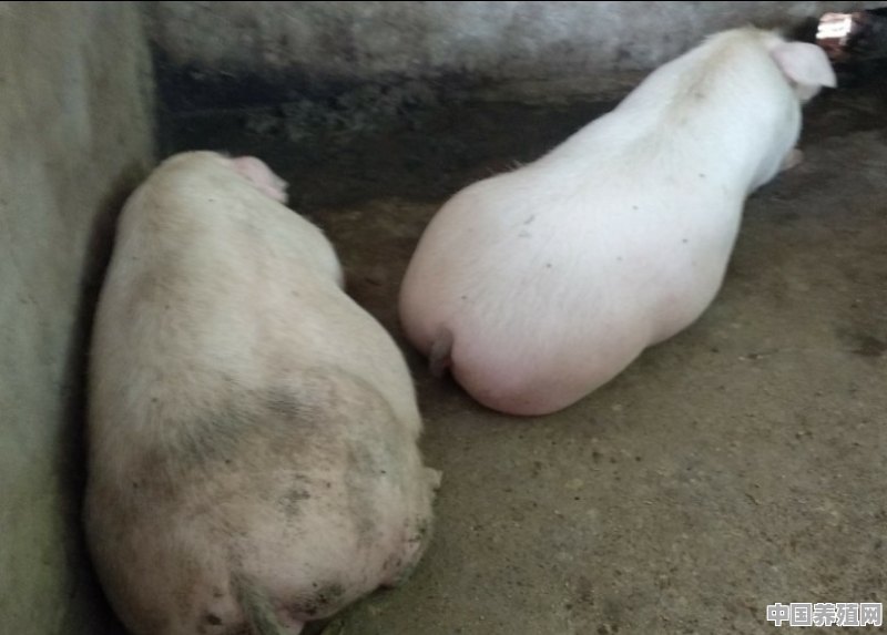 传统的方法养猪，猪肉卖50元一斤，是否有利润 - 中国养殖网
