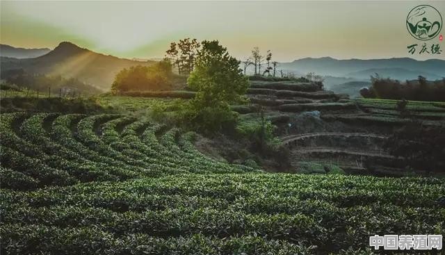 福鼎哪里白茶最正宗 - 中国养殖网
