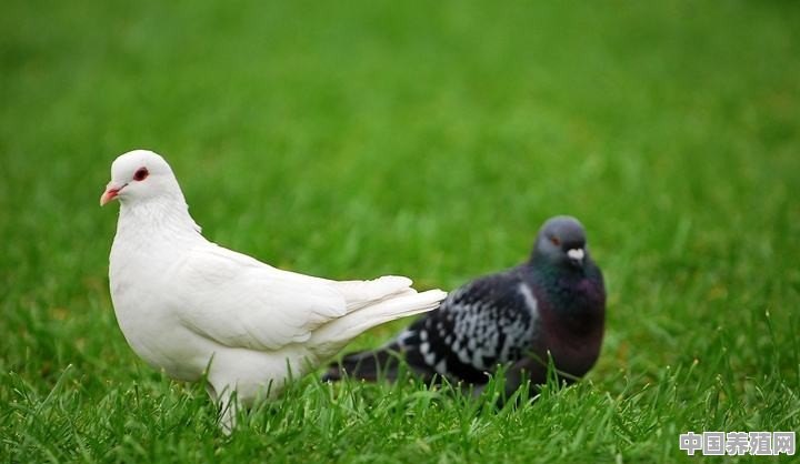 白鸽子怎么养才能养得好 - 中国养殖网