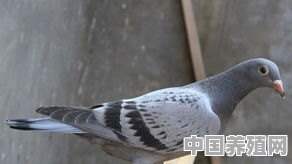 白鸽子怎么养才能养得好 - 中国养殖网
