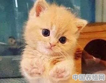 猫咪尖脸怎么养肥脸 - 中国养殖网
