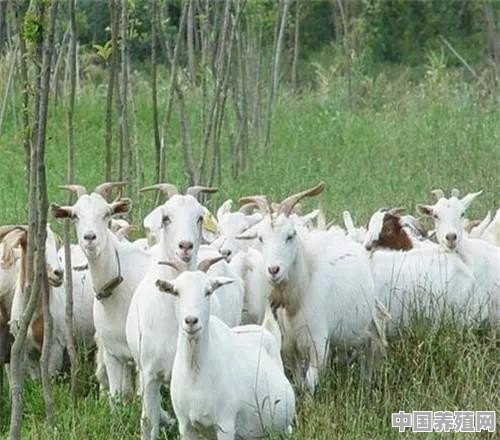 养殖羊加工销售一条龙产业可不可行 - 中国养殖网