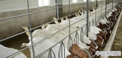 养殖羊加工销售一条龙产业可不可行 - 中国养殖网