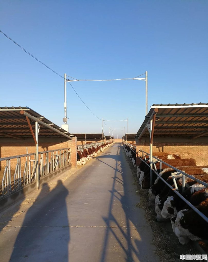 农村养什么投资少见效快，并且价格相对稳定，比如羊鸡鸭鹅 - 中国养殖网