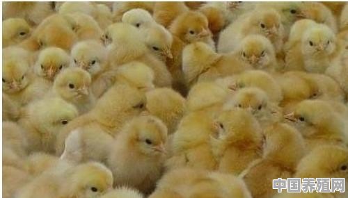 购买鸡苗时应注意哪些问题 - 中国养殖网