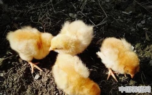 购买鸡苗时应注意哪些问题 - 中国养殖网