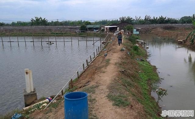 刚接手自家鱼塘，大约13亩，做养生鱼养殖好吗 - 中国养殖网