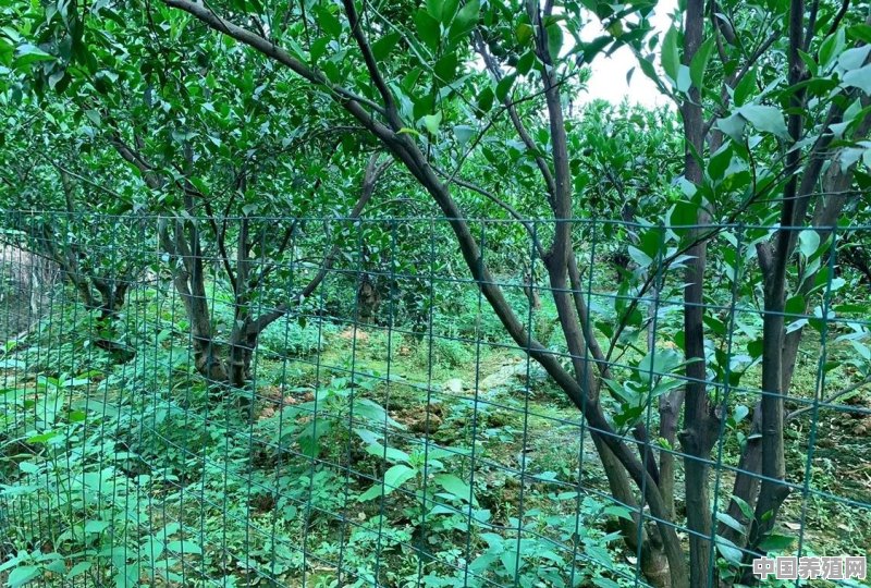 种植果树可以养殖家禽，如何管理果树，提高禽类效益 - 中国养殖网