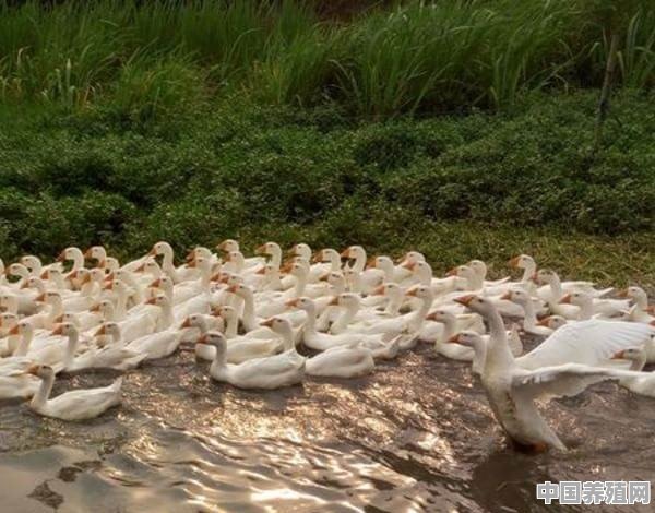 养鸡鸭鹅有什么好的模式推荐 - 中国养殖网