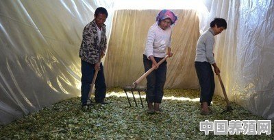 很多人都不了解青贮饲料，青贮饲料如何取用和饲喂呢 - 中国养殖网