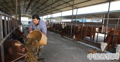 很多人都不了解青贮饲料，青贮饲料如何取用和饲喂呢 - 中国养殖网