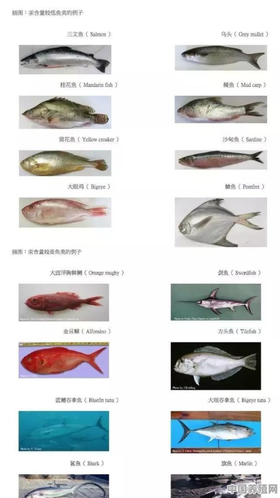 哪些鱼类汞含量低，适合孕妇和儿童食用 - 中国养殖网