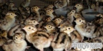 如何科学确定山鸡养殖规模和密度 - 中国养殖网
