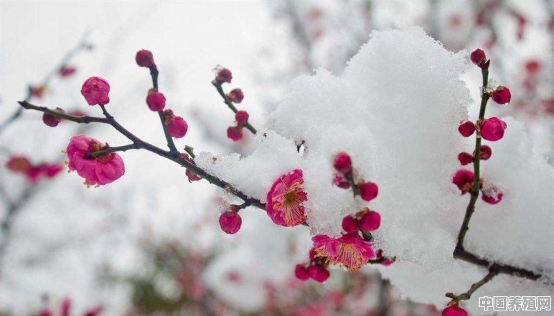 有哪些在冬天盛开的花 - 中国养殖网