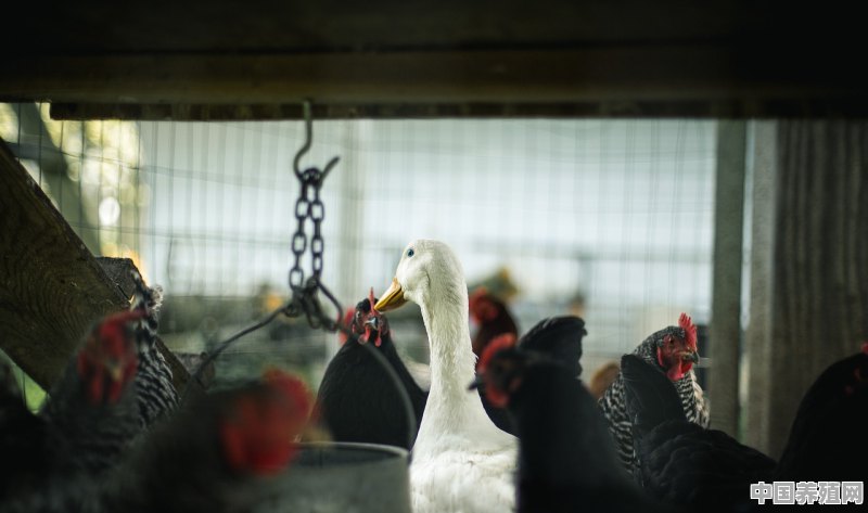 在农业用地上建养鸡大棚行吗？需办什么手续 - 中国养殖网