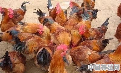 散养公鸡能赚钱吗 - 中国养殖网