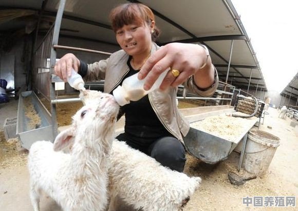 养山羊好还是养绵羊好 - 中国养殖网