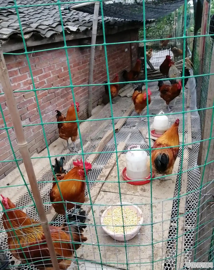 土鸡土鸡蛋怎么去打开销路呢 - 中国养殖网