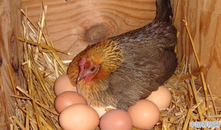 请问一下怎么才能让母鸡抱窝，我想孵点小鸡养 - 中国养殖网
