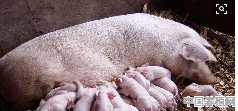 小猪怎么养 - 中国养殖网