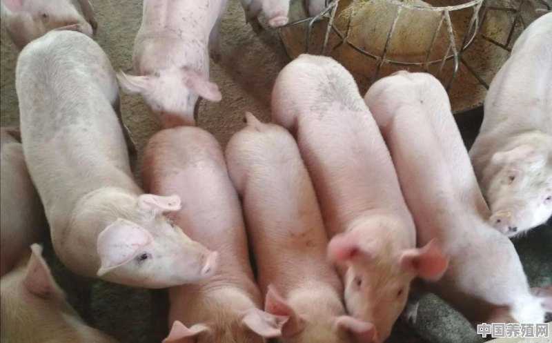 小猪怎么养 - 中国养殖网