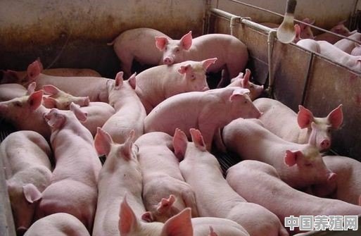 想在农村养猪，养多少头才不触犯环保法 - 中国养殖网