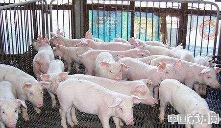 想在农村养猪，养多少头才不触犯环保法 - 中国养殖网
