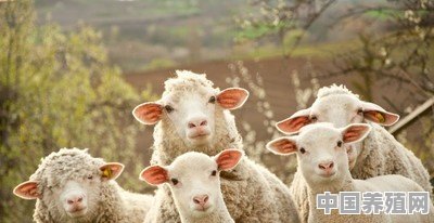 这几年在农村，羊的价格一直都不错，现在适合大批量养殖吗 - 中国养殖网