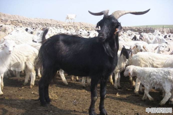 这几年在农村，羊的价格一直都不错，现在适合大批量养殖吗 - 中国养殖网