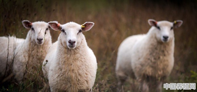 生肖羊靠什么成功 - 中国养殖网