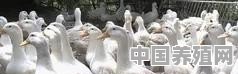 春天养蛋鸭注意什么 - 中国养殖网