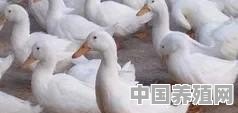 春天养蛋鸭注意什么 - 中国养殖网