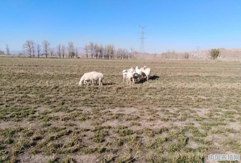 2020年养羊业可能会出现的发展趋势有哪些 - 中国养殖网