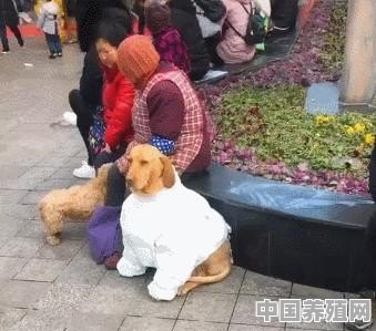 你奶奶养的狗都是怎样的 - 中国养殖网