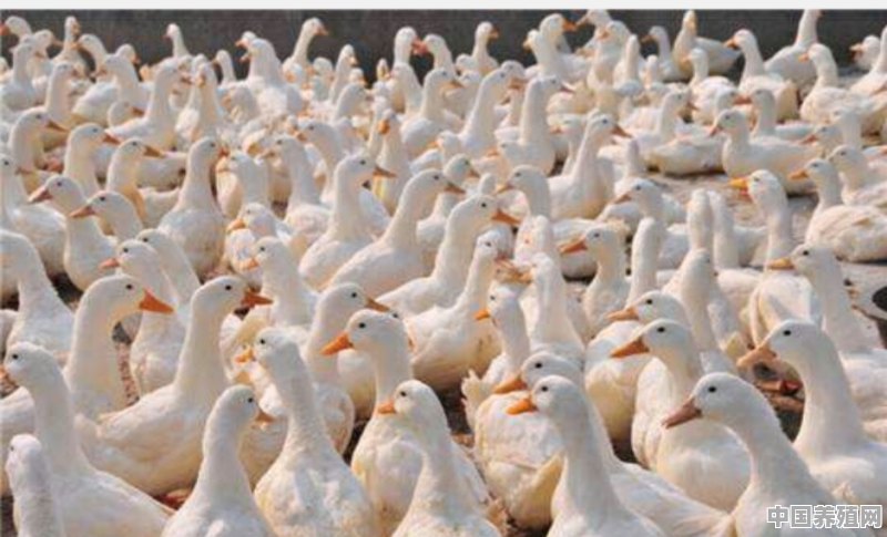 “稻鸭共生”是农业生态模式吗 - 中国养殖网