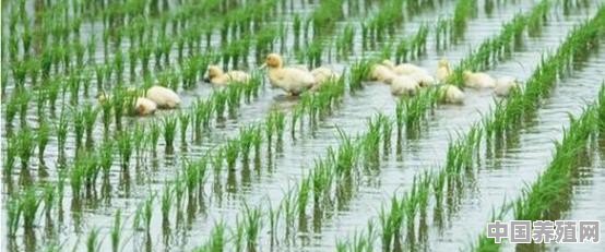 “稻鸭共生”是农业生态模式吗 - 中国养殖网