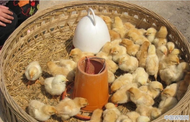 用什么方法可以多孵化出公鸡 - 中国养殖网