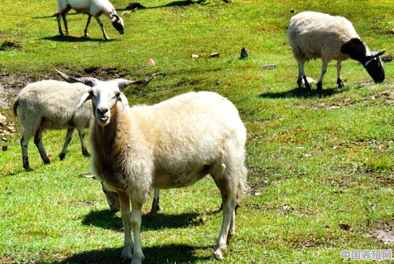农村老人说，养羊多喂一些盐水就能减少膻味，是真的吗？为什么 - 中国养殖网