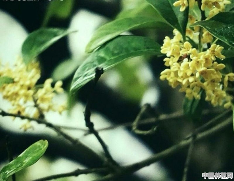 栽了好几年的桂花树不开花，是什么原因 - 中国养殖网