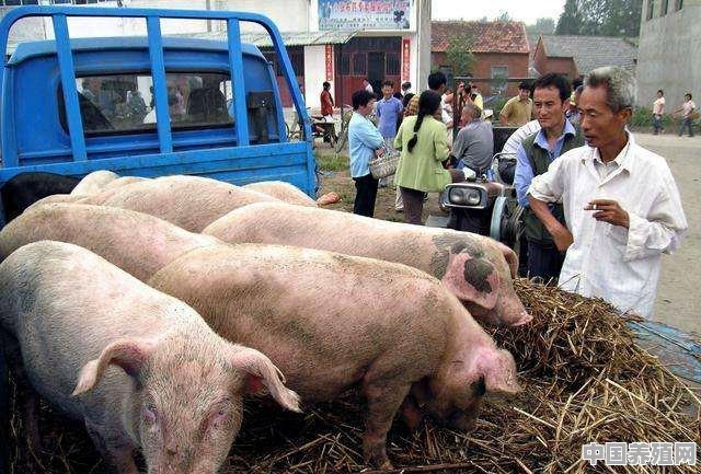 2月18日到24日，接连通报5起疫情，接下来猪价走势会如何 - 中国养殖网