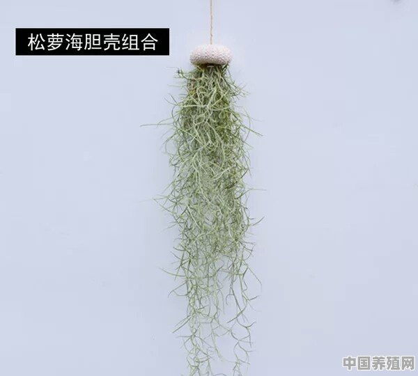 怎样在室内墙上养花 - 中国养殖网
