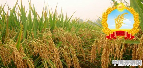 水稻产量一亩能有多少 - 中国养殖网