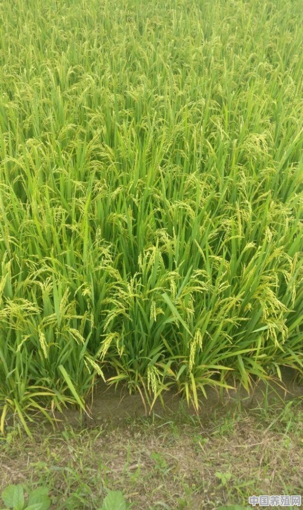 水稻产量一亩能有多少 - 中国养殖网