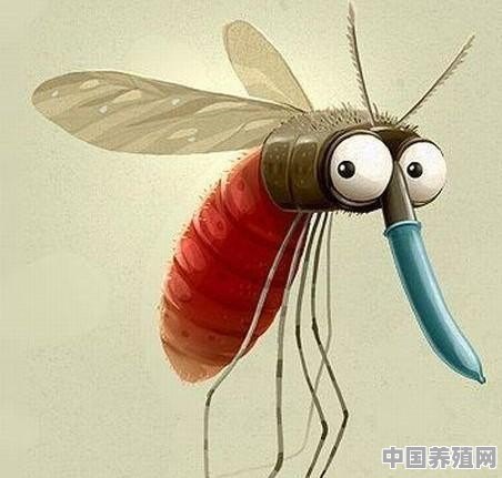 如何养殖蚊子 - 中国养殖网