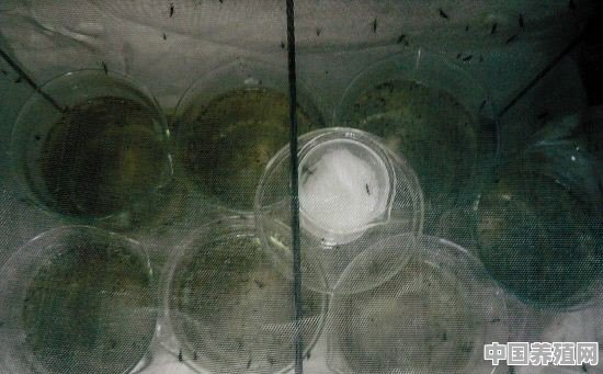 如何养殖蚊子 - 中国养殖网