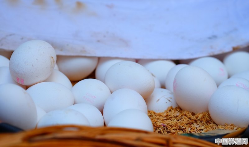 我在山里生态养殖五黑鸡，鸡蛋怎么定价比较合适 - 中国养殖网