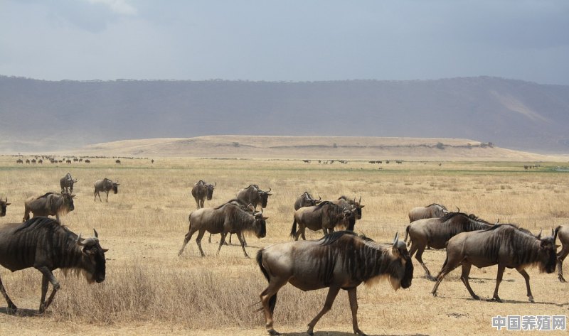 非洲那么多羚羊、斑马、角马之类的动物，它们的肉好不好吃，可不可以养殖一批 - 中国养殖网