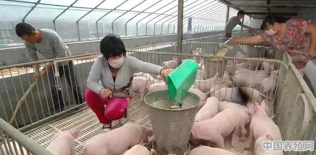 广西生猪存栏量已经达到10年来最低水平，为什么生猪价格却依然全国垫底 - 中国养殖网