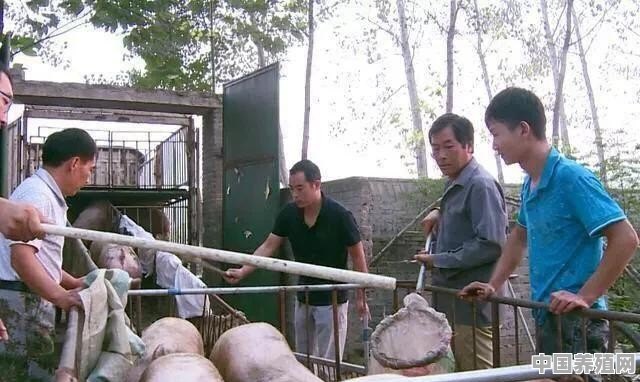 广西生猪存栏量已经达到10年来最低水平，为什么生猪价格却依然全国垫底 - 中国养殖网