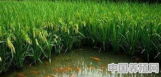 想稻田养鱼要哪些部门同意 - 中国养殖网